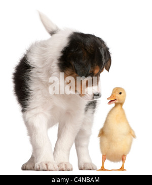 Border Collie Welpen, 6 Wochen alt, spielen mit ein Entlein, 1 Woche alt, vor weißem Hintergrund Stockfoto