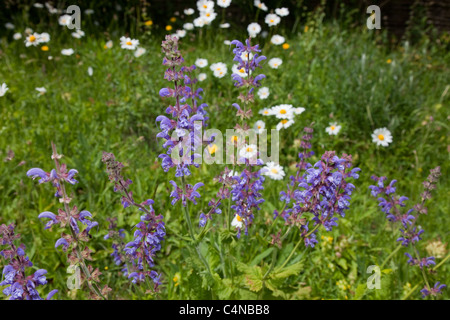Wiese Salbei Salvia pratensis Stockfoto