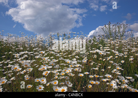 Ochsenaugen Gänseblümchen Leucanthemum vulgare auf Feldvorland Sommer Norfolk Stockfoto