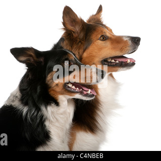 Nahaufnahme des männlichen Border Collie, 7 Jahre alt, weibliche Border Collie, 3 Jahre alt, vor weißem Hintergrund Stockfoto