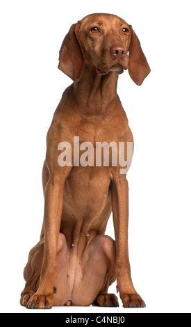 Vizsla, 2 Jahre alt, sitzt vor weißem Hintergrund Stockfoto