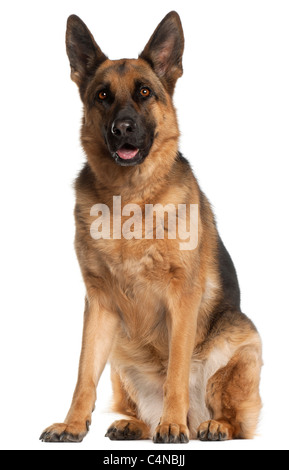 Deutscher Schäferhund, 4 Jahre alt, sitzt vor weißem Hintergrund Stockfoto