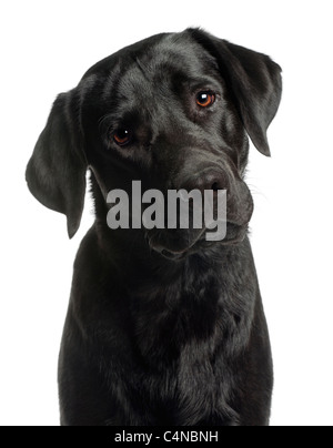 Nahaufnahme der Labrador Retriever, 10 Monate alt, vor weißem Hintergrund Stockfoto