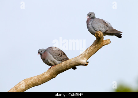 Hohltaube Columba Oenas paar thront zusammen Stockfoto