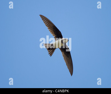 Alpine Swift Apus Melba in Flug Flügeln und Tail verbreiten Türkei Mai Stockfoto