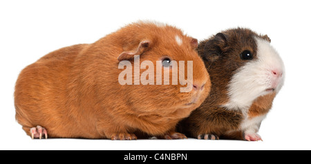 Meerschweinchen, 9 Monate alt, vor weißem Hintergrund Stockfoto