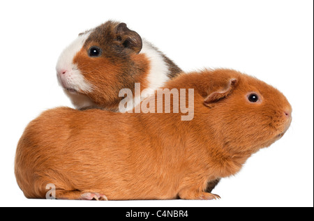 Meerschweinchen, 9 Monate alt, vor weißem Hintergrund Stockfoto