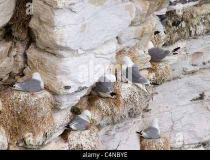 Dreizehenmöwe (Rissa Tridactyla) auf eine Klippe Verschachtelung Stockfoto