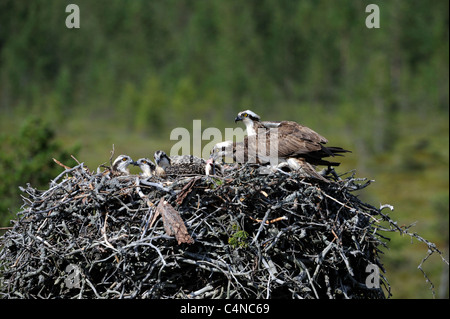 & Weiblich männlich Osprey mit jungen (Pandion Haliaetus) Stockfoto