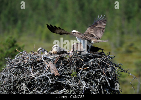 & Weiblich männlich Osprey mit jungen (Pandion Haliaetus) Stockfoto