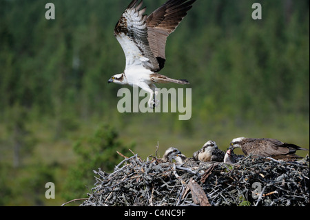 & Weiblich männlich Osprey mit jungen (Pandion Haliaetus) Stockfoto