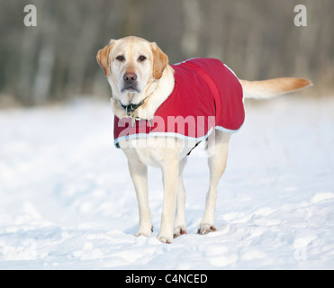 Gelber Labrador Retriever Hund trägt einen Mantel an einem kalten Wintertag, Assiniboine Wald, Winnipeg, Manitoba, Kanada Stockfoto