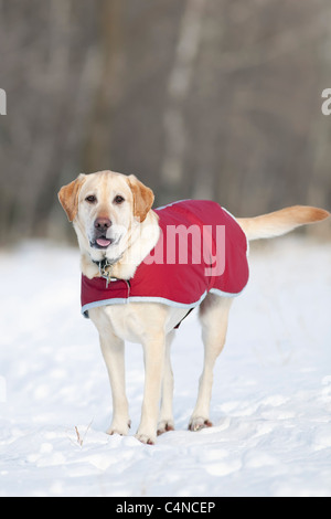 Gelber Labrador Retriever Hund trägt einen Mantel an einem kalten Wintertag, Assiniboine Wald, Winnipeg, Manitoba, Kanada Stockfoto