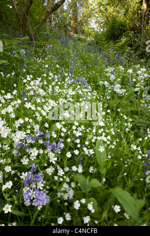 Wildblumen in Wald. Michael Poland 1200 Hektar großen Farm. Stockfoto