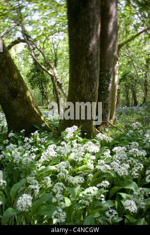 Bärlauch, Bärlauch-Blumen im Wald Stockfoto