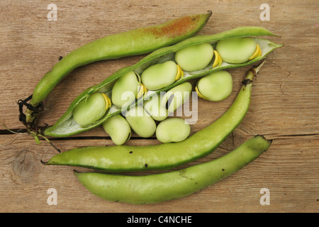 Frisch gepflückt homegrown Saubohnen auf alte verwitterte Holz Stockfoto