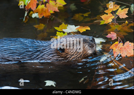 Nahaufnahme der Biber Schwimmen von Herbst Ahorn Blätter, Nova Scotia, Kanada Stockfoto