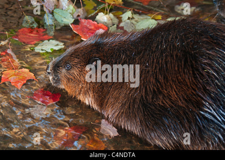 Biber (Castor Canadensis) und Ahorn Blätter am Rand des Wassers, Herbst, Nova Scotia, Kanada. Stockfoto