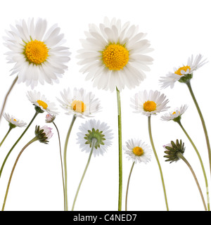 Gänseblümchen, Bellis Perennis, vor weißem Hintergrund Stockfoto