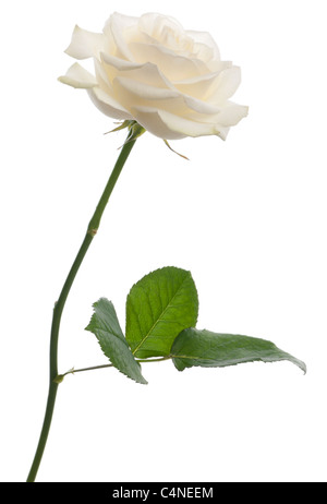 Eine einzelne weiße Rose stehen vor einem weißen Hintergrund, Familie Rose Lawine Stockfoto