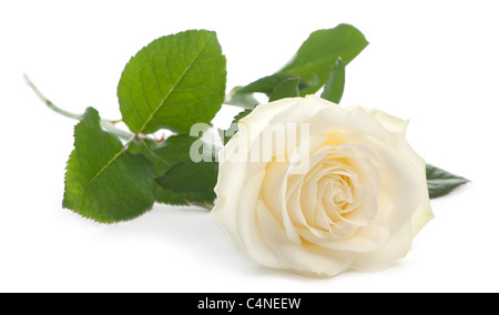Eine einzelne weiße Rose liegend auf einem weißen Hintergrund, Familie Rose Lawine Stockfoto