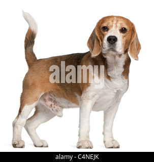 Beagle, 8 Jahre alt, steht man vor weißem Hintergrund Stockfoto