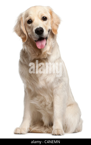 Golden Retriever, 10 Monate alt, sitzt vor weißer Hintergrund Stockfoto