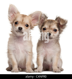 Chihuahua Welpen, 3 Monate alt, sitzt vor weißem Hintergrund Stockfoto