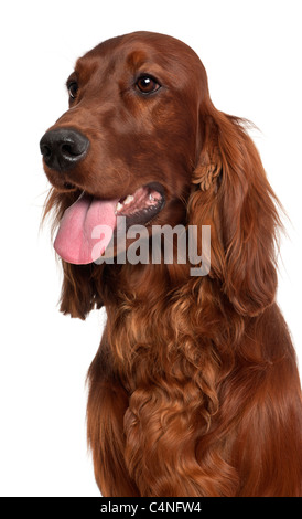 Nahaufnahme der Irish Red Setter, 1 Jahr alt, vor weißem Hintergrund Stockfoto