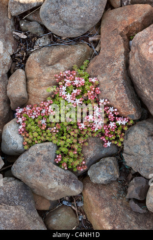 Englische Fetthenne, Sedum Anglicum, Mull, Schottland Stockfoto