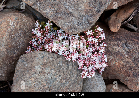 Englische Fetthenne, Sedum Anglicum, Mull, Schottland Stockfoto