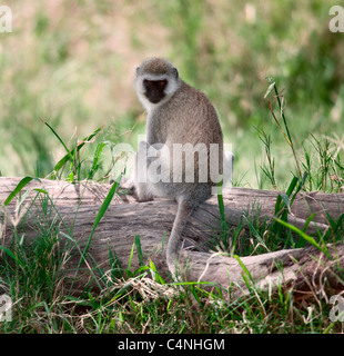 Vervet Affen, Chlorocebus Pygerythrus in Serengeti Nationalpark, Tansania, Afrika Stockfoto