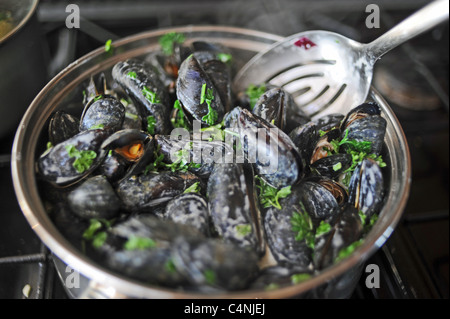 Frische Muscheln in einem Topf mit Schalotten weißen Wein Sahne und Petersilie - Muscheln kochen UK Moules Mariniere Stockfoto