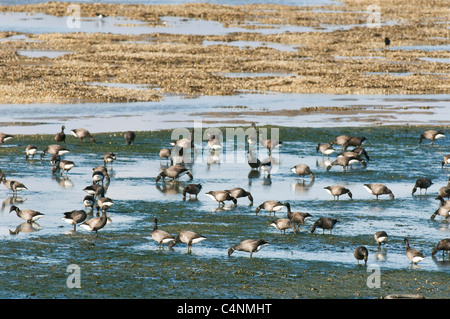 Ringelgänse (Branta Bernicla), dunkel-bellied, Fütterung auf Wattenmeer, Kent, England, Winter Stockfoto