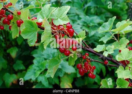 Fruchtkörper rote Johannisbeere Bush in Schottland, Großbritannien. Ribes rubrum Stockfoto