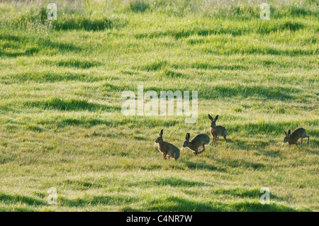 Feldhase (Lepus Europaeus) vier laufen auf Tau beladen Grünland, North Kent Sumpfgebiete, Kent, England, Mai Stockfoto