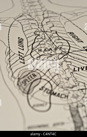 Antike medizinische Illustration des menschlichen Eingeweide, inneren Organe und der Bauchhöhle. Stockfoto