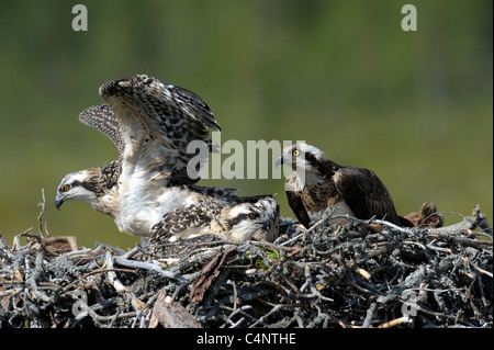 Weibliche Fischadler (Pandion Haliaetus) Young Stockfoto