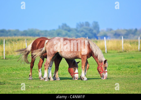 Zwei Pferde grasen auf einer Weide in der kanadischen Prärie.  Steinbach, Manitoba, Kanada. Stockfoto