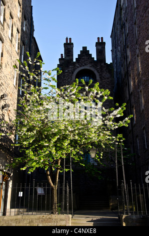 Baum vor dem Writers Museum in Edinburgh City Centre, Schottland. Stockfoto