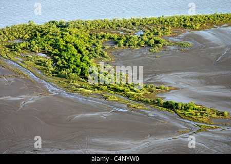 Mangrovenbäume bei Ebbe Wyndham, Kimberley, Nordwest-Australien Stockfoto