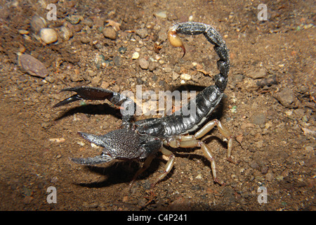 Heterometrus Scaber.  Familie SCORPIONIDAE. Riesige Wald Scorpion Stockfoto