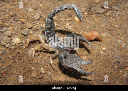 Heterometrus Xanthopus Familie SCORPIONIDAE. Riesige Wald Scorpion Stockfoto