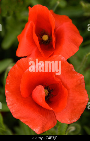 Mohnblumen in Herefordshire Landschaft wild wachsende Stockfoto