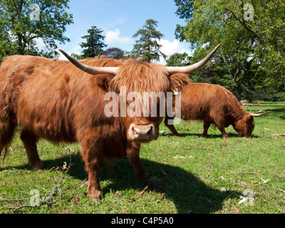 Hochlandrinder Weiden in einem Feld in Schottland Stockfoto