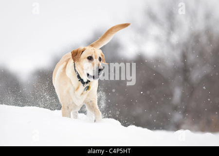 Gelber Labrador Retriever Hund spielen im Schnee, Winnipeg, Manitoba, Kanada