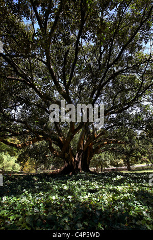 Moreton Bay Feigenbaum (Ficus Macrophylla) im Hyde Park, Perth, Western Australia, Australien Stockfoto