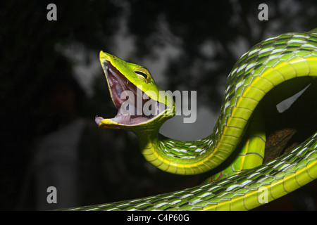 GEMEINSAMEN Rebe Schlange Ahaetulla Nasuta leicht giftige, gemeinsame Stockfoto