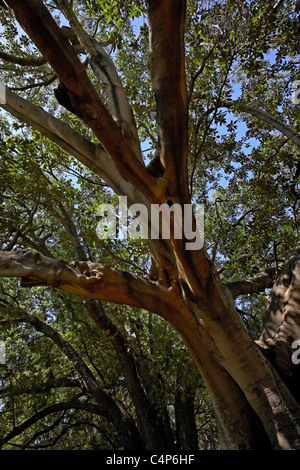 Moreton Bay Feigenbaum (Ficus Macrophylla) im Hyde Park, Perth, Western Australia, Australien Stockfoto