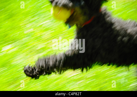 Absichtlich unscharf schwarz langhaarige Toypudel namens Jake holen mit Tennisball zu spielen. Stockfoto